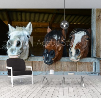 Picture of Portrait of three funny smiling horses heads in their stable Equestrianan horse riding concept
